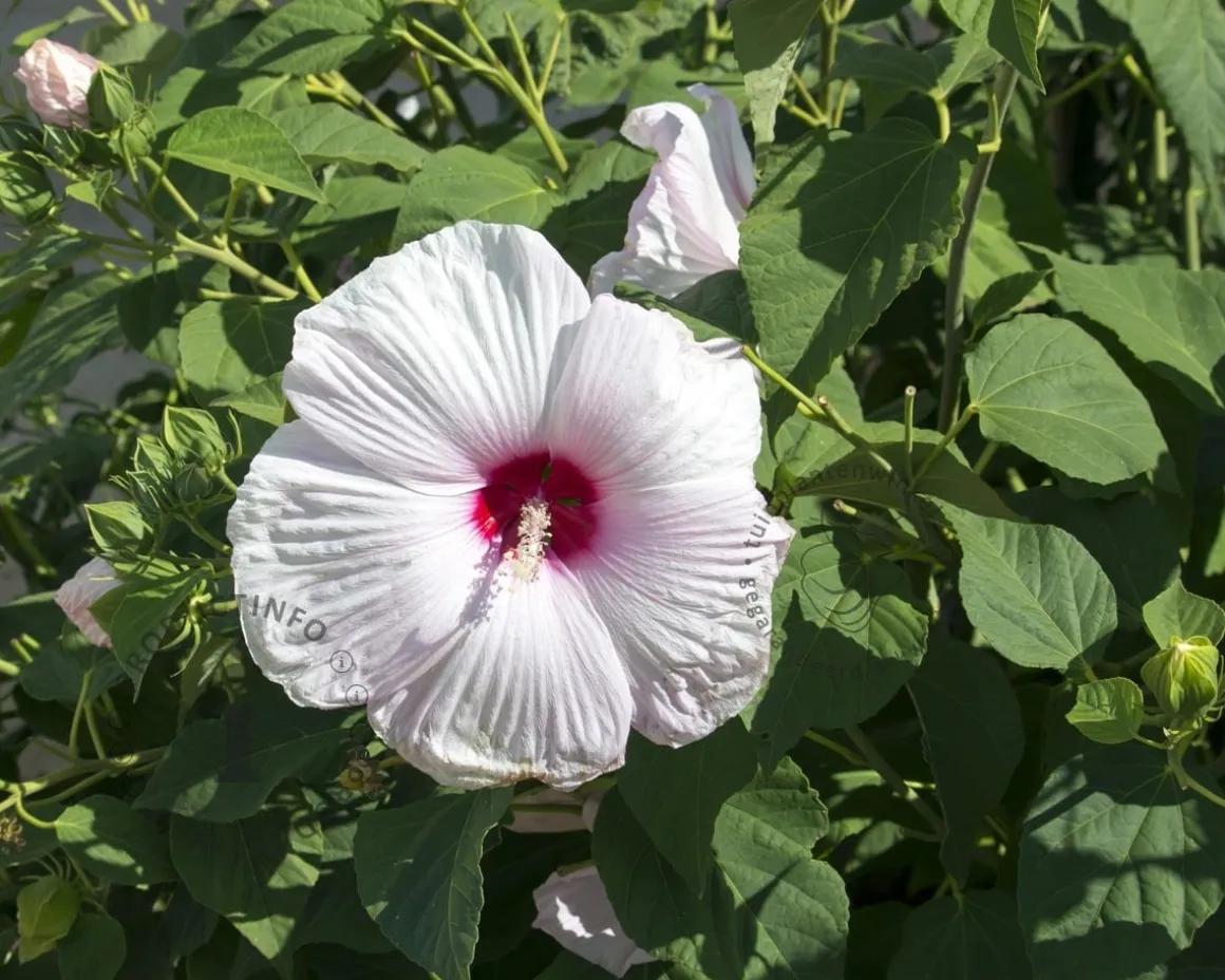 Hibiscus moscheutos 'Sparkle'