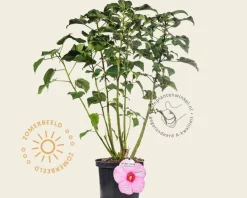 Hibiscus newbiscus 'XXL'  - pink