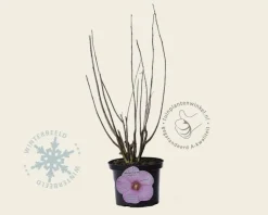 Hibiscus newbiscus 'XXL' - pink