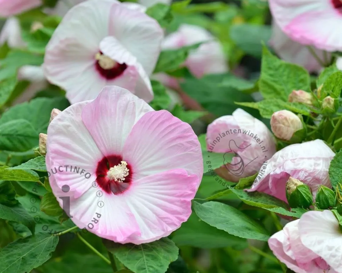 Hibiscus newbiscus 'XXL' - pink