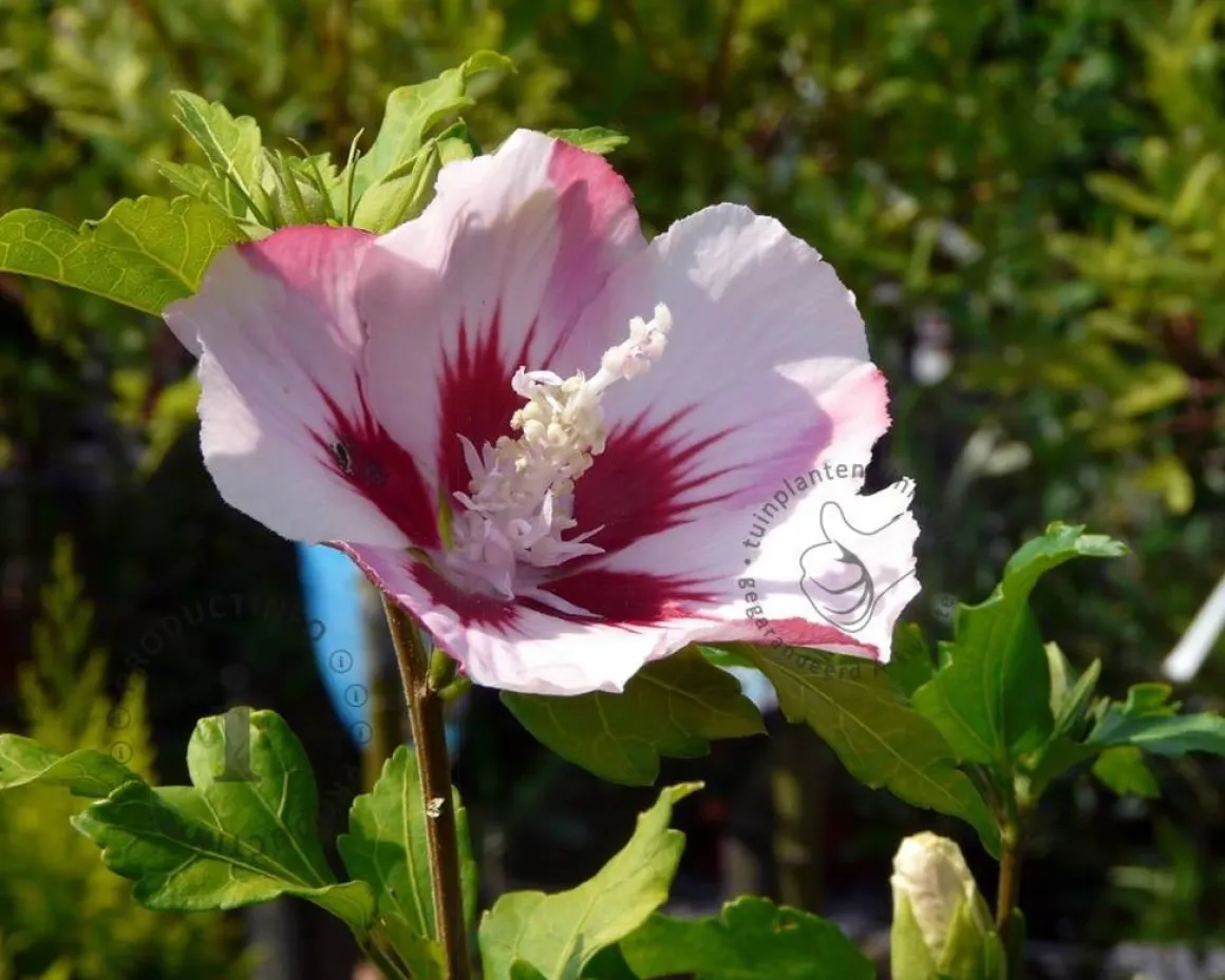 Hibiscus syriacus 'Hamabo'