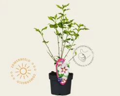 Hibiscus syriacus 'Hamabo'