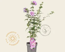 Hibiscus syriacus 'Lavender Chiffon'