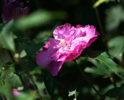 Hibiscus syriacus 'Magenta Chiffon' - op stam