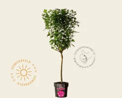 Hibiscus syriacus 'Magenta Chiffon' - op stam