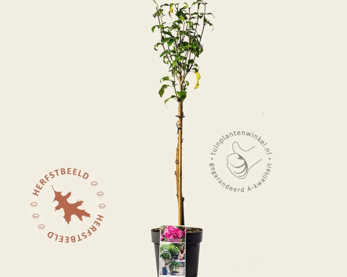 Hibiscus syriacus 'Magenta Chiffon' - op stam