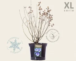 Hibiscus syriacus 'Oiseau Blue' - XL