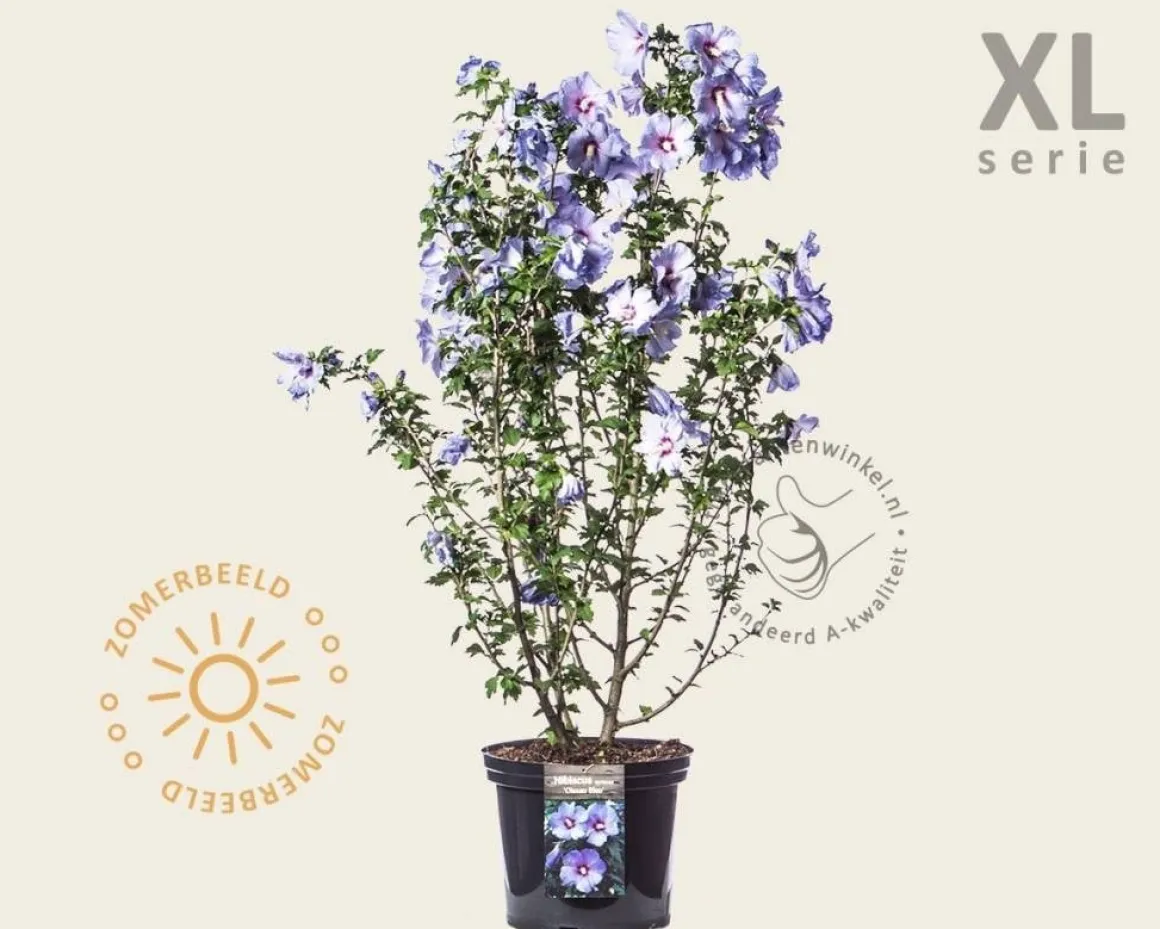 Hibiscus syriacus 'Oiseau Blue' - XL