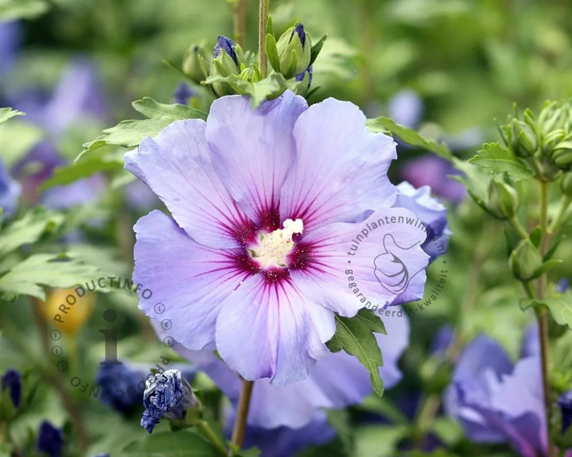 Hibiscus syriacus 'Oiseau Blue' - XL