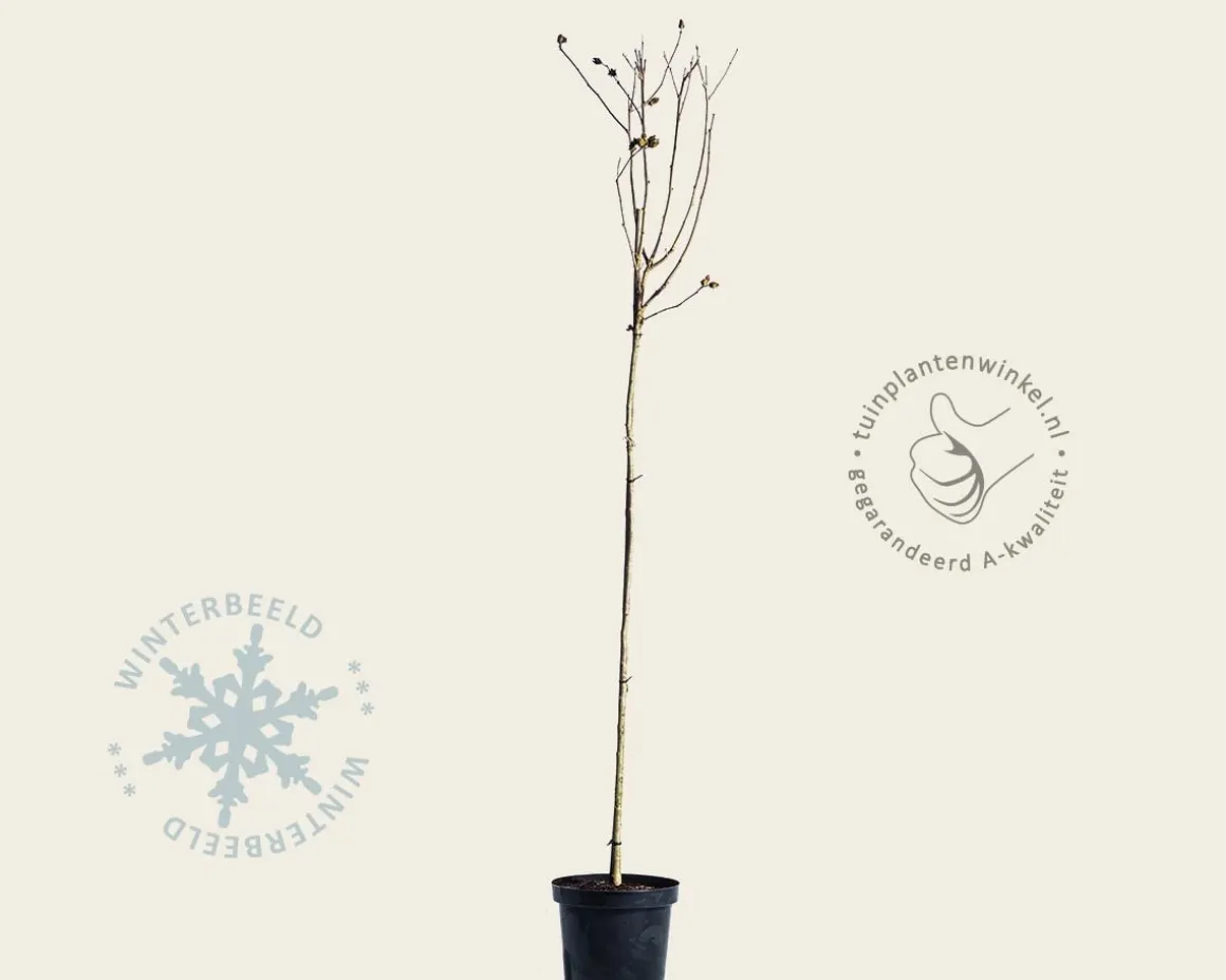 Hibiscus syriacus 'Oiseau Blue' - op stam