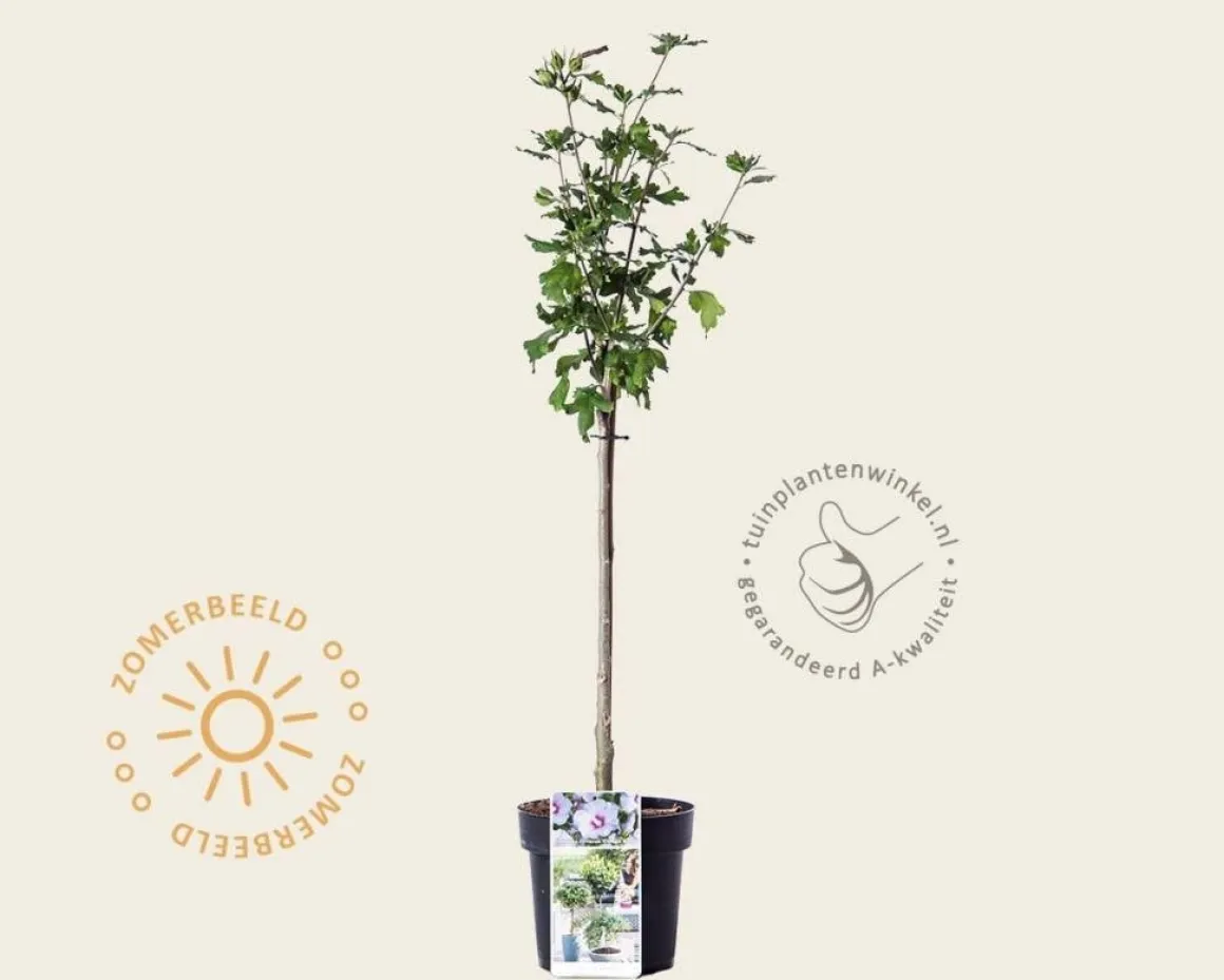 Hibiscus syriacus 'Oiseau Blue' - op stam