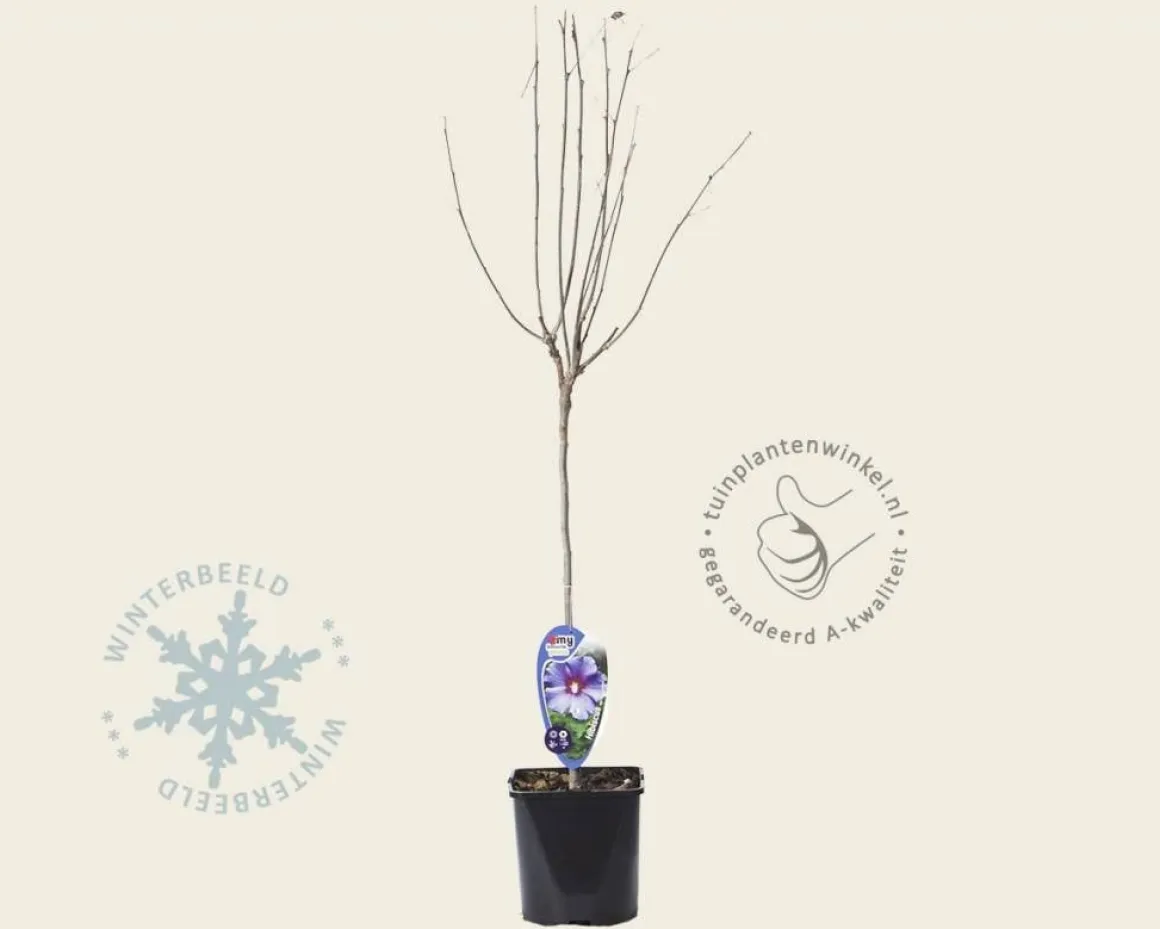 Hibiscus syriacus 'Oiseau Blue' - op stam