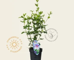 Hibiscus syriacus 'Oiseau Blue'
