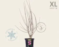 Hibiscus syriacus 'Pink Giant' - XL