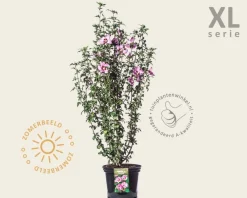 Hibiscus syriacus 'Pink Giant' - XL
