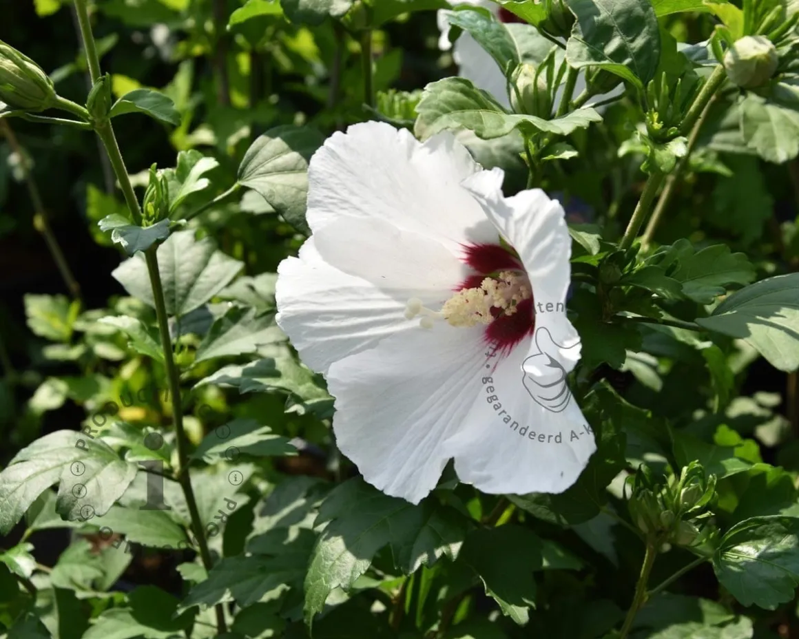 Hibiscus syriacus 'Red Heart'