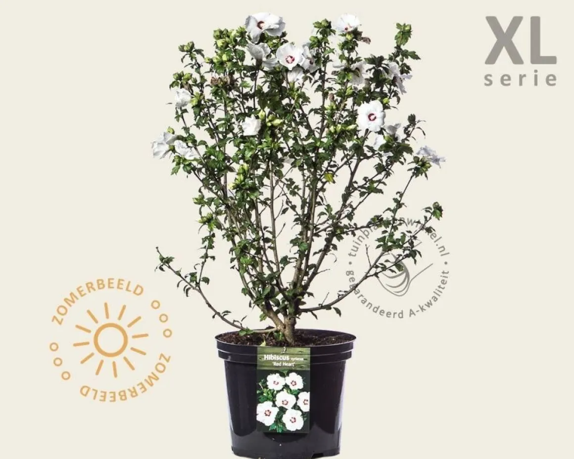 Hibiscus syriacus 'Red Heart' - XL