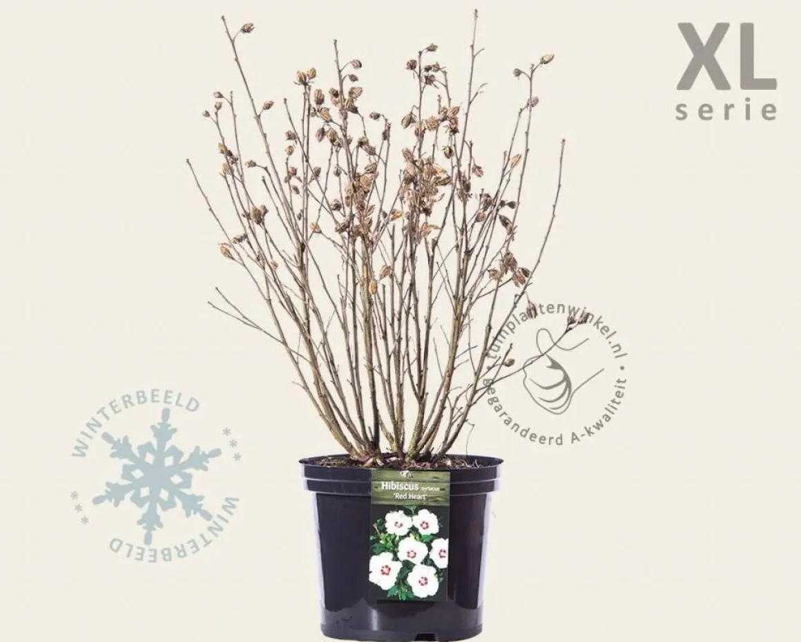 Hibiscus syriacus 'Red Heart' - XL