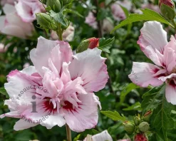 Hibiscus syriacus 'Starburst Chiffon' - op stam