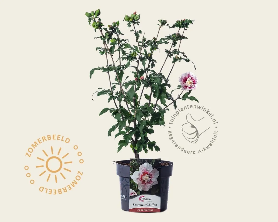 Hibiscus syriacus 'Starburst Chiffon'
