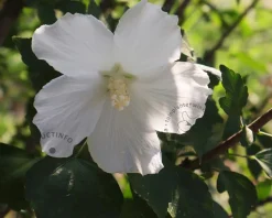 Hibiscus syriacus 'Totus Albus'