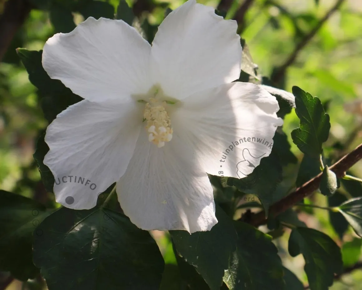 Hibiscus syriacus 'Totus Albus'