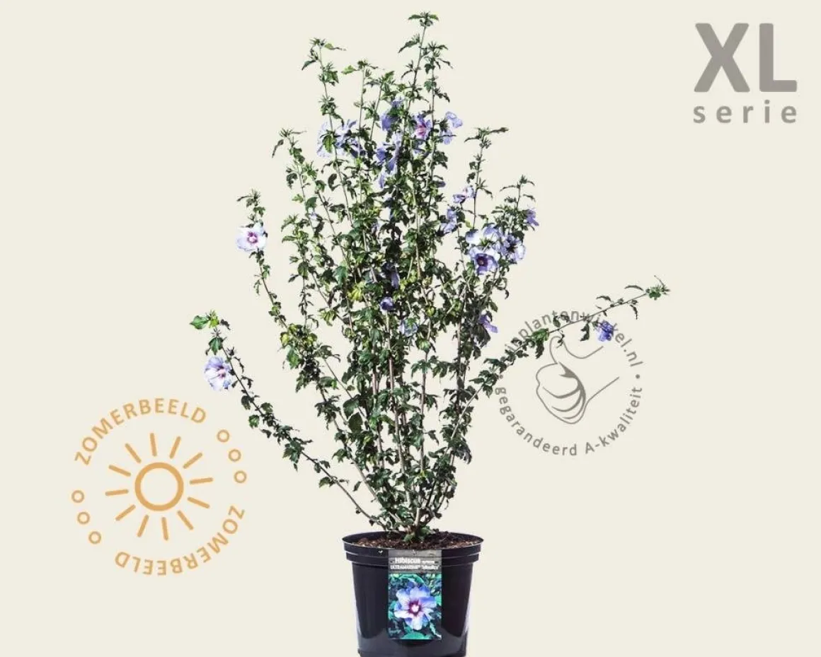 Hibiscus syriacus 'Ultramarine' - 'Minultra' - XL