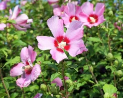 Hibiscus syriacus 'Woodbridge' - XL