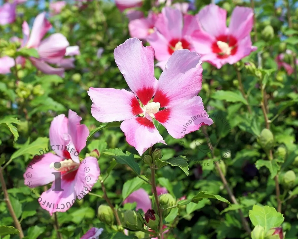 Hibiscus syriacus 'Woodbridge' - XL