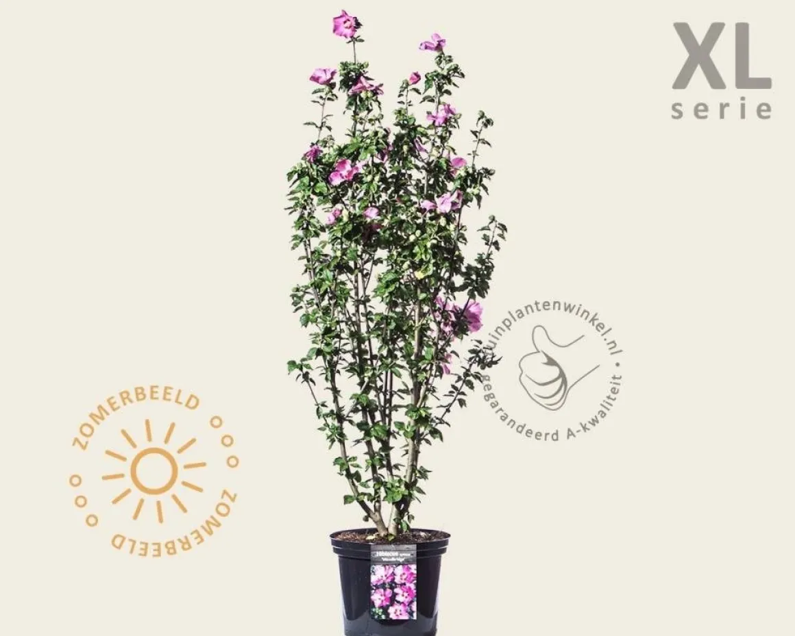Hibiscus syriacus 'Woodbridge' - XL