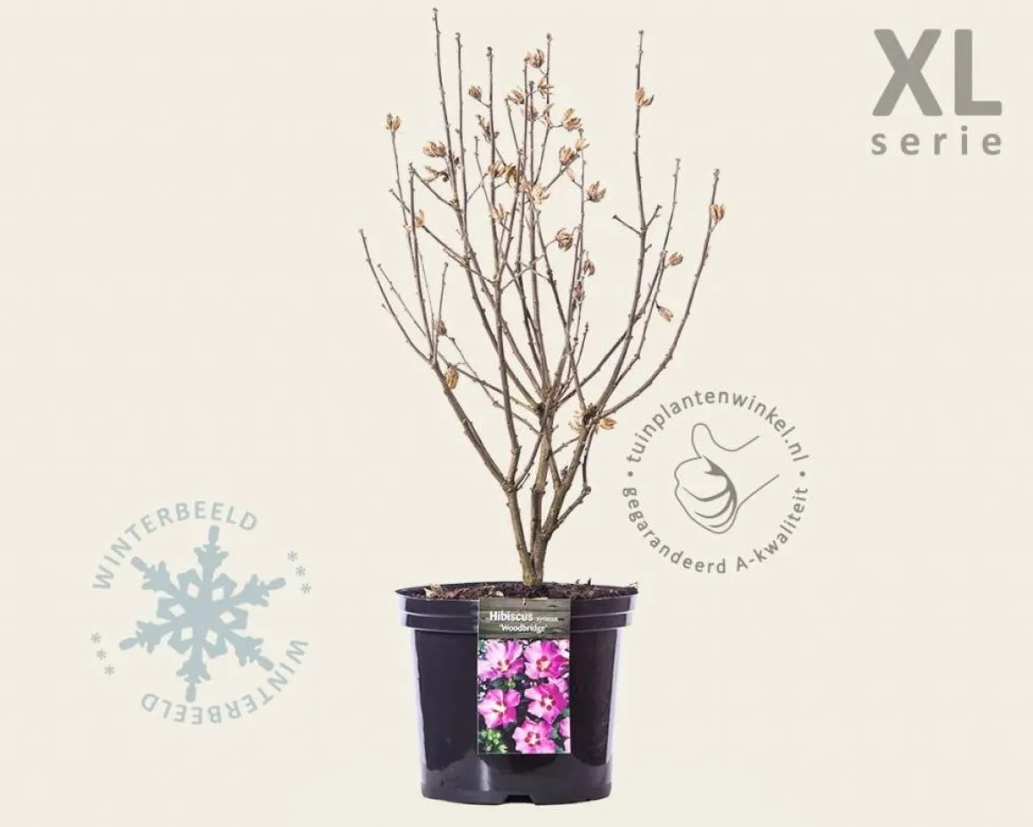 Hibiscus syriacus 'Woodbridge' - XL