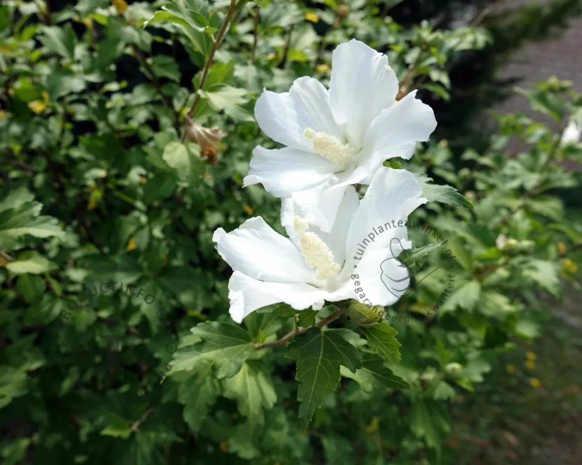 Hibiscus syriacus 'W. R. Smith' - XL