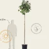 Hibiscus x 'Resi' - 180 cm stam
