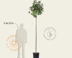 Hibiscus x 'Resi' - 180 cm stam