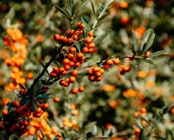 Hippophae rhamnoides 'Pollmix'