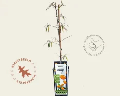 Hippophae rhamnoides 'Pollmix'