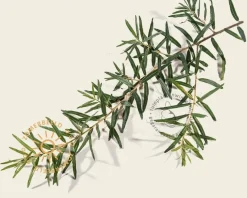 Hippophae salicifolia 'Robert'
