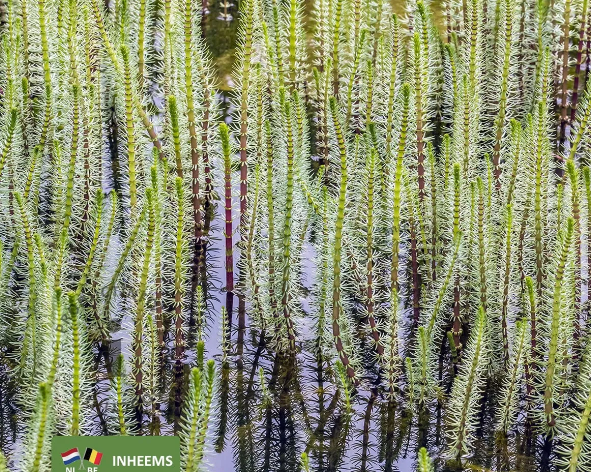 Hippuris vulgaris