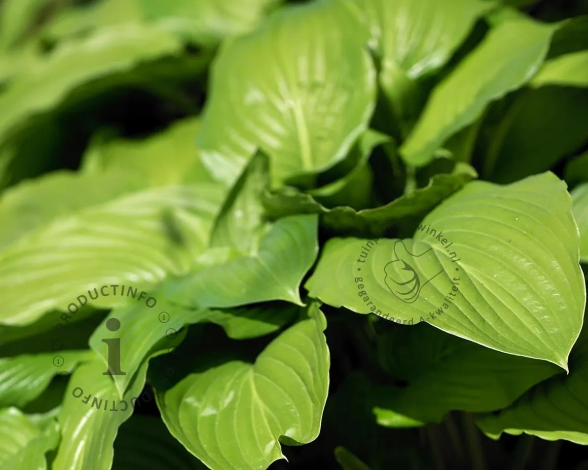 Hosta 'August Moon'