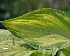 Hosta fortunei 'Albopicta'