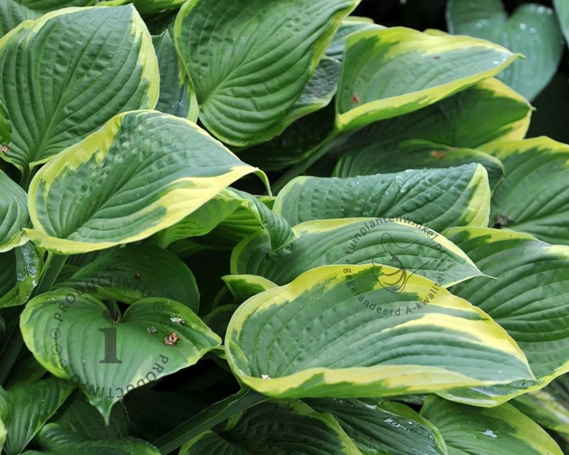 Hosta fortunei 'Aureomarginata'