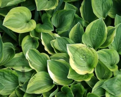 Hosta 'Golden Tiara'