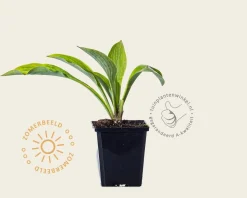 Hosta nigrescens 'Krossa Regal'