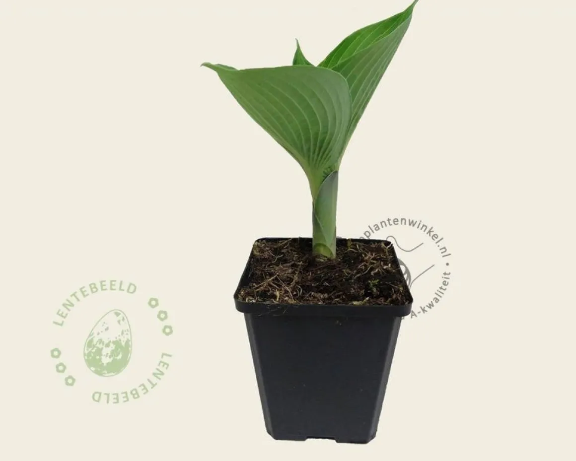 Hosta sieboldiana 'Elegans'