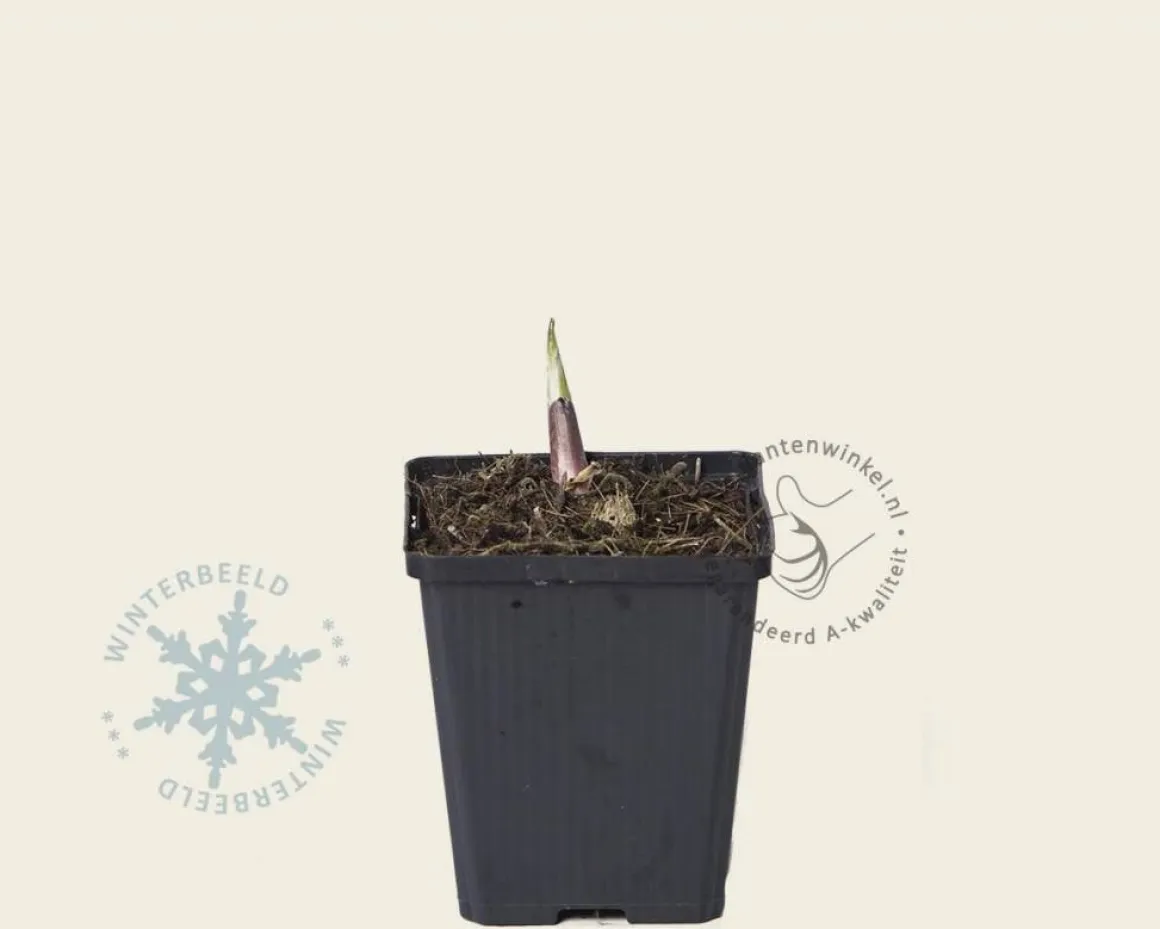 Hosta sieboldiana 'Frances Williams'