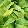 Hosta 'Sum and Substance'