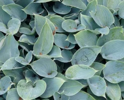 Hosta tardiana 'Halcyon'