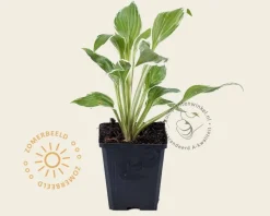 Hosta undulata 'Albomarginata'