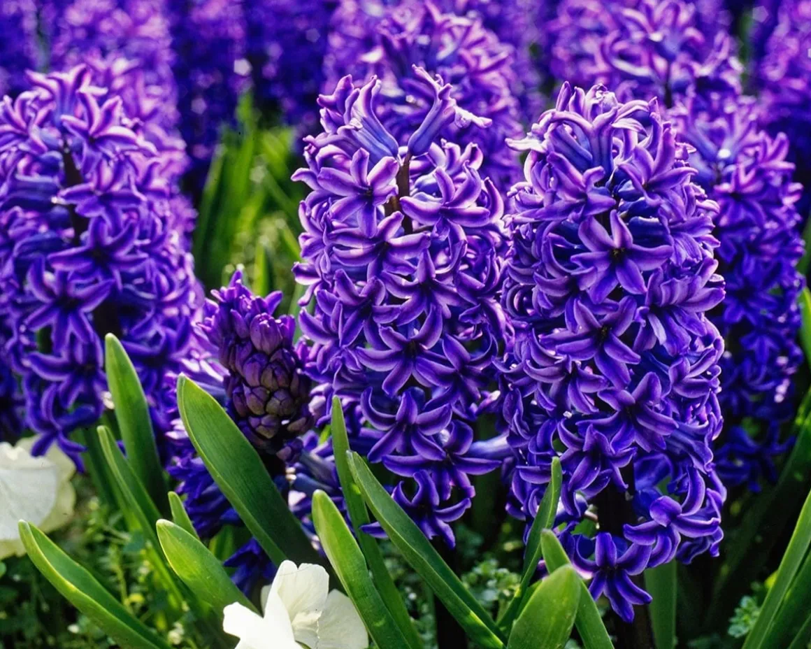 Hyacinthus 'Blue Jacket'