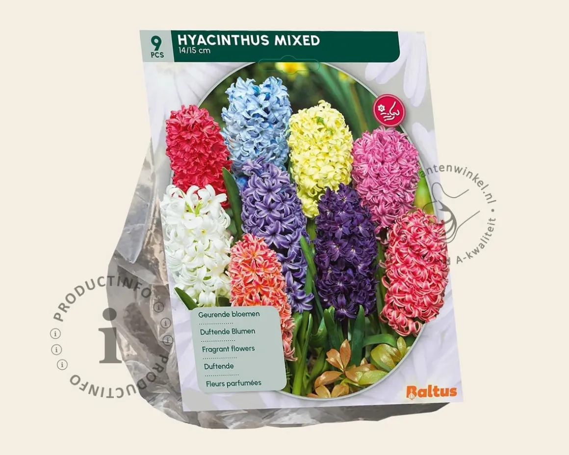 Hyacinthus Mix
